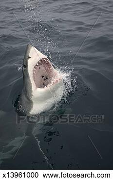 Stock Photography - great white shark 
(carcharodon carcharias) 
breaking water 
surface. fotosearch 
- search stock 
photos, pictures, 
images, and photo 
clipart