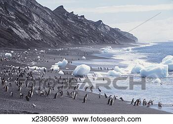 Stock Photograph - chinstrap penguins 
(pygoscelis antarctica) 
on beach. fotosearch 
- search stock 
photos, pictures, 
images, and photo 
clipart