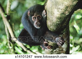 Picture - young chimpanzee 
(pan troglodytes) 
lying on log in 
rainforest. fotosearch 
- search stock 
photos, pictures, 
images, and photo 
clipart