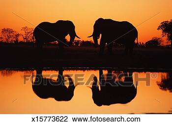 Stock Photo - african elephant 
pair on plain, 
silhouetted against 
sunset. fotosearch 
- search stock 
photos, pictures, 
images, and photo 
clipart