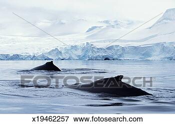 Picture - antarctica, fournier 
bay, humpback 
whales swimming 
past icy landscape. 
fotosearch - search 
stock photos, 
pictures, images, 
and photo clipart