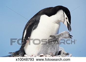 Stock Photo - antarctica, port 
lockroy, chinstrap 
penguin and chick 
on nest. fotosearch 
- search stock 
photos, pictures, 
images, and photo 
clipart