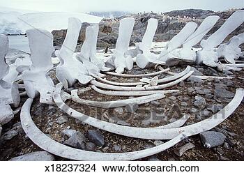 Stock Photo - antarctica, port 
lockroy, fin whale 
bones on shore, 
penguins nearby. 
fotosearch - search 
stock photos, 
pictures, images, 
and photo clipart