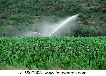 照片 - 工业, 喷撒, 浇水, 玉米, 领域 x15509808 