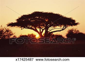 Picture - zimbabwe, hwange 
national park, 
umbrella-thorn 
tree at sunset. 
fotosearch - search 
stock photos, 
pictures, images, 
and photo clipart