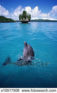 Stock Photo - bottlenose dolphin 
(tursiops truncatus) 
palau, micronesia. 
fotosearch - search 
stock photos, 
pictures, images, 
and photo clipart