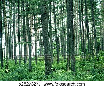 Picture - japanese larch 
(larix kaempferi) 
grove, agematsu, 
nagano, japan. 
fotosearch - search 
stock photos, 
pictures, images, 
and photo clipart