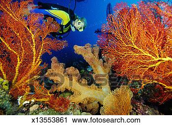 Stock Photography - micronesia, palau, 
female diver exploring 
chandelier cave. 
fotosearch - search 
stock photos, 
pictures, images, 
and photo clipart