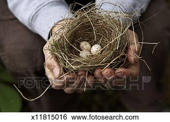 Stock Photo - boy (6-8) holding 
birds nest containing 
speckled egg, 
close-up. fotosearch 
- search stock 
photos, pictures, 
images, and photo 
clipart