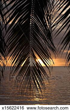 Stock Photo - french polynesia, 
moorea island, 
silhouette of 
palm tree frond, 
sunset. fotosearch 
- search stock 
photos, pictures, 
images, and photo 
clipart