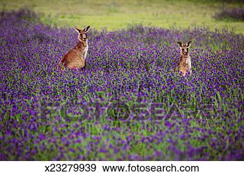 Stock Photograph - australia, new 
south wales, kangaroos 
in warrumbungle 
national park. 
fotosearch - search 
stock photos, 
pictures, images, 
and photo clipart