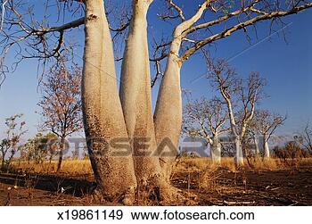 Stock Photograph - australia, western 
australia, the 
kimberleys, boab 
trees. fotosearch 
- search stock 
photos, pictures, 
images, and photo 
clipart