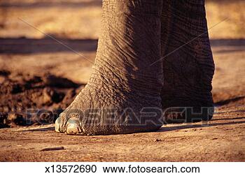 Stock Photography - african elephant's 
(loxodonta africana) 
feet, close-up. 
fotosearch - search 
stock photos, 
pictures, images, 
and photo clipart