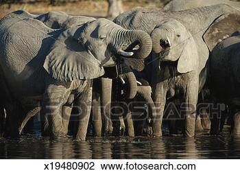 Stock Photo - elephant herd 
(loxodonta africana) 
at waterhole. 
fotosearch - search 
stock photos, 
pictures, images, 
and photo clipart