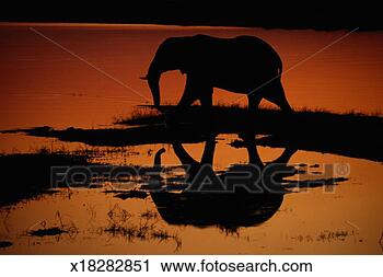 Stock Photography - elephant (loxodonta 
africana) silhouetted, 
sunset. fotosearch 
- search stock 
photos, pictures, 
images, and photo 
clipart