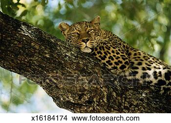 Stock Photo - leopard (panthera 
pardus) sleeping 
on tree branch. 
fotosearch - search 
stock photos, 
pictures, images, 
and photo clipart