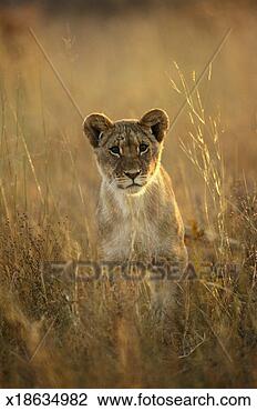 Stock Photo - lion cub (panthera 
leo). fotosearch 
- search stock 
photos, pictures, 
images, and photo 
clipart