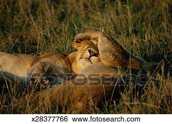 Stock Photo - two lions (panthera 
leo) lying on 
grass. fotosearch 
- search stock 
photos, pictures, 
images, and photo 
clipart