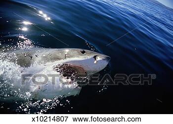 Picture - great white shark 
(carcharodon carcharias) 
surfacing, mouth 
open. fotosearch 
- search stock 
photos, pictures, 
images, and photo 
clipart