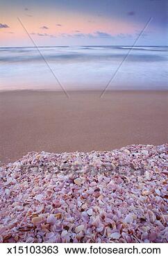 Stock Photo - australia, south 
australia, coorong 
national park, 
shells on beach. 
fotosearch - search 
stock photos, 
pictures, images, 
and photo clipart