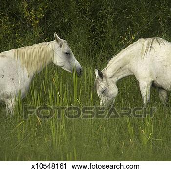 Stock Photography - two arabian mares 
grazing in tall 
grass, side view. 
fotosearch - search 
stock photos, 
pictures, images, 
and photo clipart