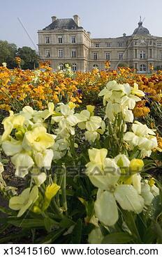 Stock Photography - france, paris, 
versailles, daffodils. 
fotosearch - search 
stock photos, 
pictures, images, 
and photo clipart