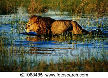 Stock Image - male lion (panthera 
leo) crossing 
marshland, side 
view. fotosearch 
- search stock 
photos, pictures, 
images, and photo 
clipart