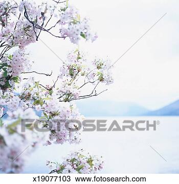 Stock Photo - scotland, edinburgh, 
loch earn, cherry 
blossom in foreground. 
fotosearch - search 
stock photos, 
pictures, images, 
and photo clipart