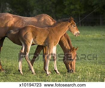 Stock Photo - american quarter 
horse mare and 
colt in field 
at dusk, mare 
grazing. fotosearch 
- search stock 
photos, pictures, 
images, and photo 
clipart