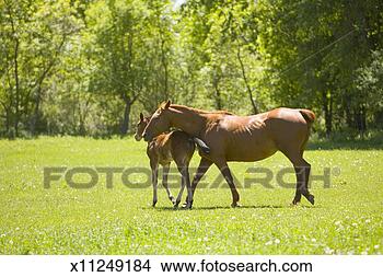 Stock Photo - american quarter 
horse mare and 
colt in field. 
fotosearch - search 
stock photos, 
pictures, images, 
and photo clipart