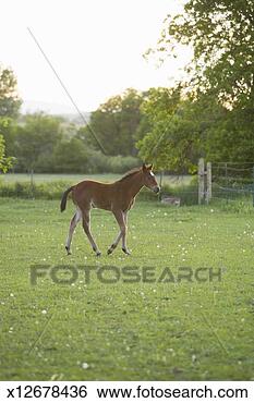 Stock Photo - american quarter 
horse colt trotting 
in field, dusk. 
fotosearch - search 
stock photos, 
pictures, images, 
and photo clipart