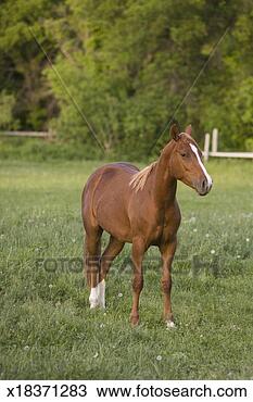 Stock Photo - american quarter 
horse colt in 
field. fotosearch 
- search stock 
photos, pictures, 
images, and photo 
clipart