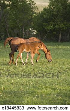 Stock Photo - american quarter 
horse mare and 
colt in field 
at dusk. fotosearch 
- search stock 
photos, pictures, 
images, and photo 
clipart