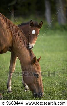 Stock Photo - american quarter 
horse mare and 
colt in field 
at dusk, mare 
grazing. fotosearch 
- search stock 
photos, pictures, 
images, and photo 
clipart
