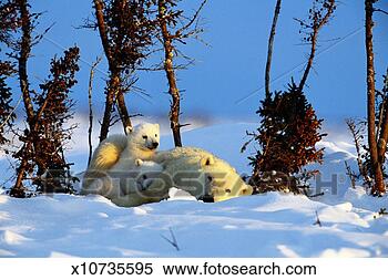 Stock Image - canada, manitoba, 
wapusk national 
park, polar bear 
and two cubs. 
fotosearch - search 
stock photos, 
pictures, images, 
and photo clipart