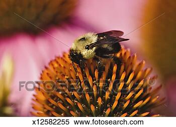 Stock Image - mining bee (andrena 
sp) on coneflower, 
close-up (focus 
on bee). fotosearch 
- search stock 
photos, pictures, 
images, and photo 
clipart