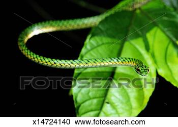 Stock Photography - parrot snake (leptophis 
ahaetulla) by 
leaf, close-up. 
fotosearch - search 
stock photos, 
pictures, images, 
and photo clipart