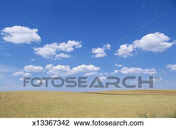 Stock Photo - spain, castilla 
la mancha, palencia 
province, palencia, 
wheatfield. fotosearch 
- search stock 
photos, pictures, 
images, and photo 
clipart
