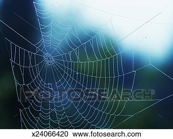 Stock Photography - spider's web. 
fotosearch - search 
stock photos, 
pictures, wall 
murals, images, 
and photo clipart