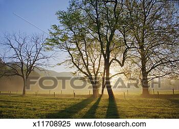 Stock Image - usa, tennessee, 
great smoky mountains 
national park, 
sparks lane. fotosearch 
- search stock 
photos, pictures, 
images, and photo 
clipart