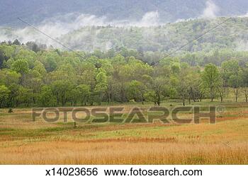 Stock Photo - usa, tennessee, 
great smoky mountains 
national park, 
field at sunrise. 
fotosearch - search 
stock photos, 
pictures, images, 
and photo clipart