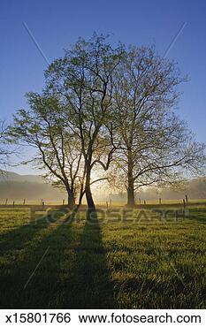 Stock Photo - usa, tennessee, 
great smoky mountains 
national park, 
sparks lane. fotosearch 
- search stock 
photos, pictures, 
images, and photo 
clipart