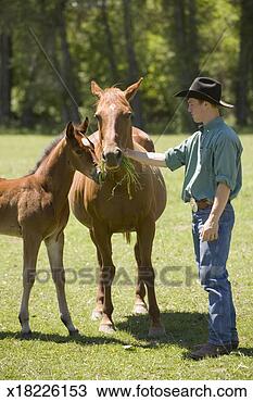 Stock Photo - young man feeding 
american quarter 
horses, colt and 
mare, outdoors. 
fotosearch - search 
stock photos, 
pictures, images, 
and photo clipart