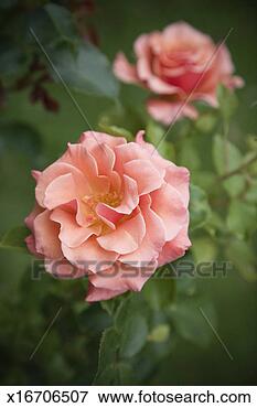 Picture - ann henderson 
roses in bloom 
(focus on rose 
in foreground). 
fotosearch - search 
stock photos, 
pictures, images, 
and photo clipart