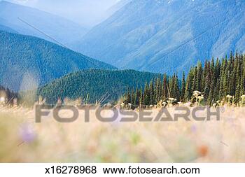 Stock Photo - usa, washington, 
olympic national 
park, hurricane 
ridge, field, 
dawn. fotosearch 
- search stock 
photos, pictures, 
images, and photo 
clipart
