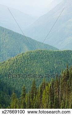Stock Photography - usa, washington, 
olympic national 
park, hurricane 
ridge, forest, 
dawn. fotosearch 
- search stock 
photos, pictures, 
images, and photo 
clipart