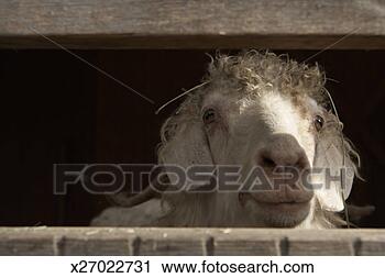 Stock Photography - angora goat in 
animal pen. fotosearch 
- search stock 
photos, pictures, 
images, and photo 
clipart