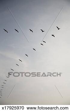 Stock Photography - birds flying in 
formation, low 
angle view. fotosearch 
- search stock 
photos, pictures, 
images, and photo 
clipart