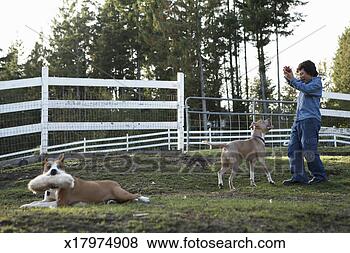 Stock Photo - boy (11-13) and 
two dogs playing 
in yard, boy holding 
ball, side view. 
fotosearch - search 
stock photos, 
pictures, images, 
and photo clipart