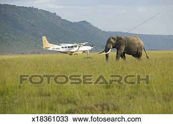 Stock Photo - african elephant 
and airplane from 
grasslands of 
lewa conservancy. 
fotosearch - search 
stock photos, 
pictures, images, 
and photo clipart
